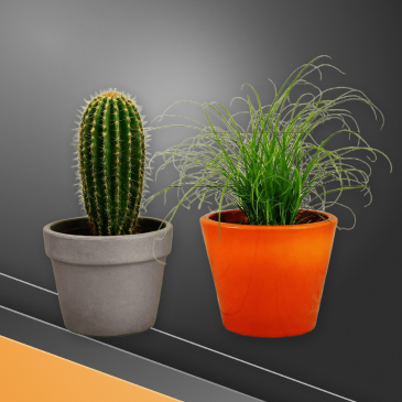 Живые подарки